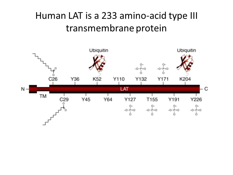 Human LAT is a 233 amino-acid type III transmembrane protein